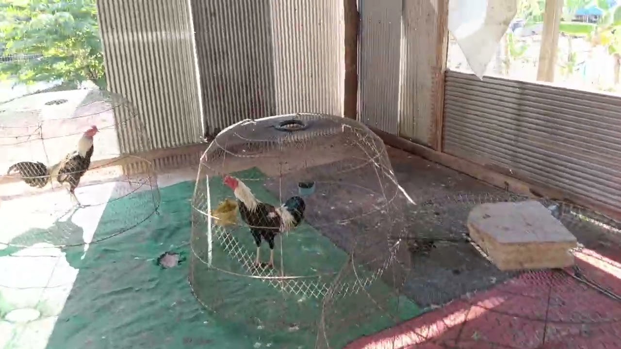 น่าน เพชรน้ำหนึ่ง ไก่พม่า ไก่หลุดไซส์ 