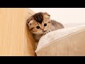 Early in the New Year, a tragedy comes to a kitten who disobeys the mother cat.