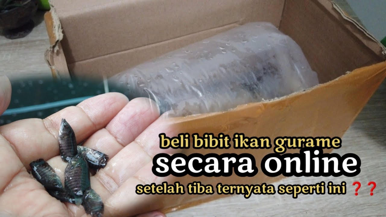 Beli bibit gurame secara online‼ ternyata seperti ini setelah tiba