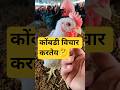 कोंबडी चा विचार 🐓😅 #modernfarming #poultryfarming #agribusiness