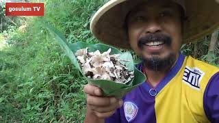 Download Lagu JAMUR TRUCU DI SELA SELA TANAMAN - JAMUR YG SANGAT ENAK MP3