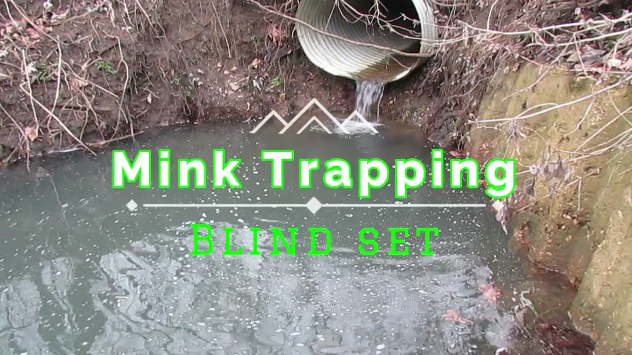 Mink Trapping with blind sets