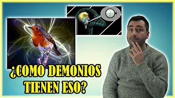 ¿Tienen memoria los pájaros?