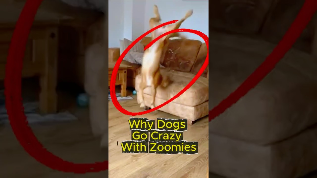 Why Dogs Go Crazy with Zoomies 🐶💨 