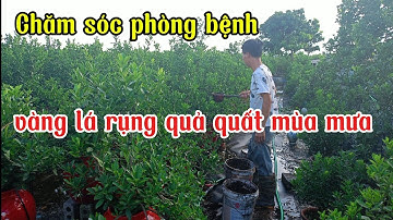 Chăm sóc phòng cây quất bị vàng lá rụng quả thời kỳ mùa mưa bão, cách chăm sóc cây quất cảnh