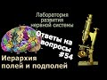 Иерархия полей и подполей коры мозга