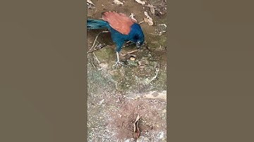 물떼새는 굴에서 무언가를 발견한 것 같습니다. #trending #snake #국립생물자원관 #viral #동물키우기 #자연사