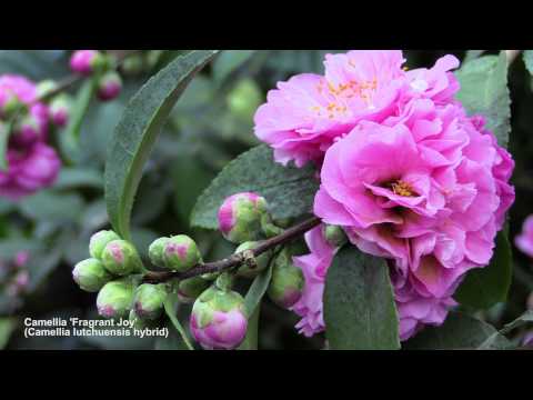 Video: Care For Camellia in Pots - Խորհուրդներ տարաներում կամելիա աճեցնելու համար