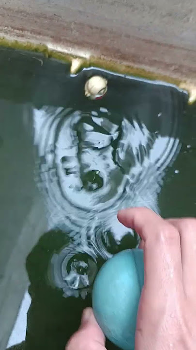 I Thought It Was a Betta Fish... Turns Out Bald SHINCHAN's Armpits Smell 😤