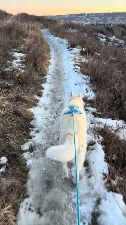 #training run with my #siberianhusky #joring