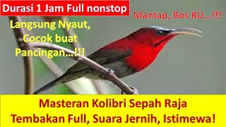 Pancingan Burung KOLIBRI SEPAH RAJA GACOR, Langsung NYAUT, Suara Isian Rapat, Cocok Untuk Masteran.