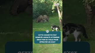 Un Face - À - Face Inattendu À Aaigem, En Belgique 🦉🐱