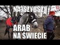 #Najszybszy #Arab na świecie #koń #arabski #konie na Partynicach