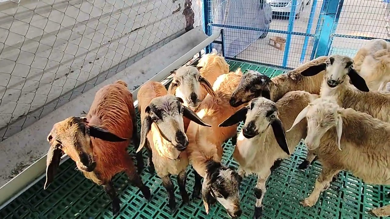 DOCTOR SGF ( SUDHA GOAT FARM)