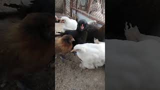 ЦЫПЛЯТА РАЗНЫХ ПОРОД🐣🐣🐣