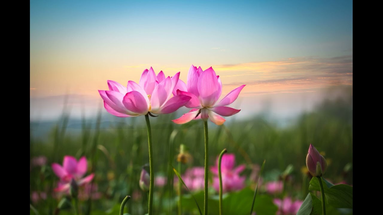 YILMAZ KİRAZ TURNALAR... (HİÇ Bİ YERDE BULAMAZSIN ;)...  )