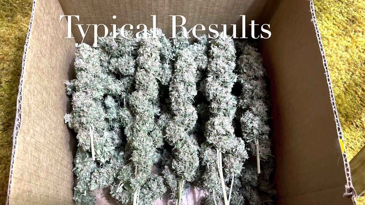 Big Fat Bud Support for Indoor Medical Marijuana Cultivation