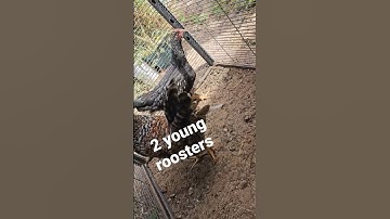 young roosters waiting to be matured #crossbreed #bantam #pets #youtubeshorts #rooster