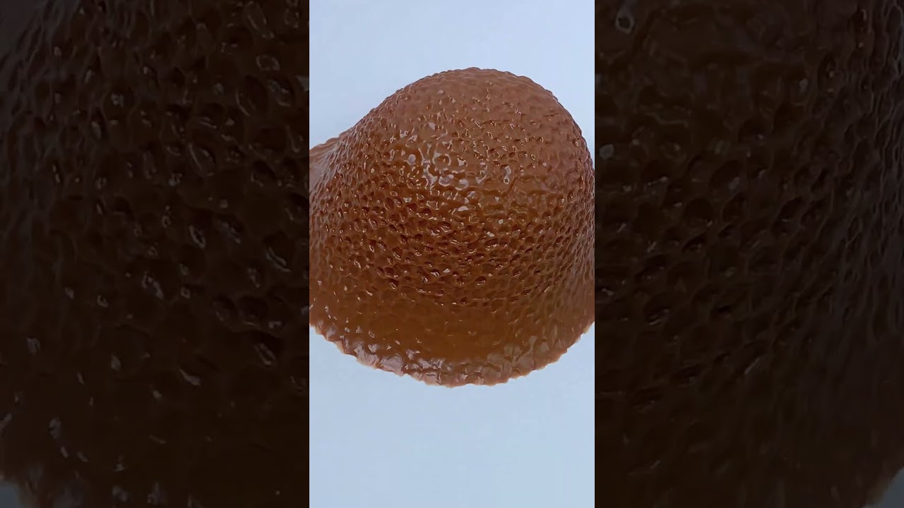 FUFUSQUISHY ASMR🎆🎆Lychee