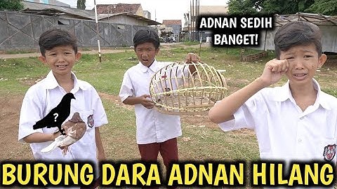 DRAMA BURUNG MERPATI ADNAN HILANG!