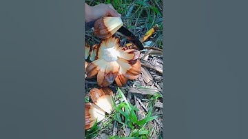 Most Unique Fruit in the World!!! #short #shorts #shortvideo