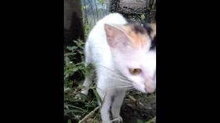 Kucing panjat pinang gokil abissss by kate