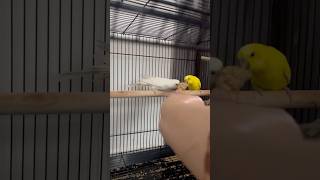 These Cute Babies love Millet… #cute #fypシ゚viral #bugies #ytshorts