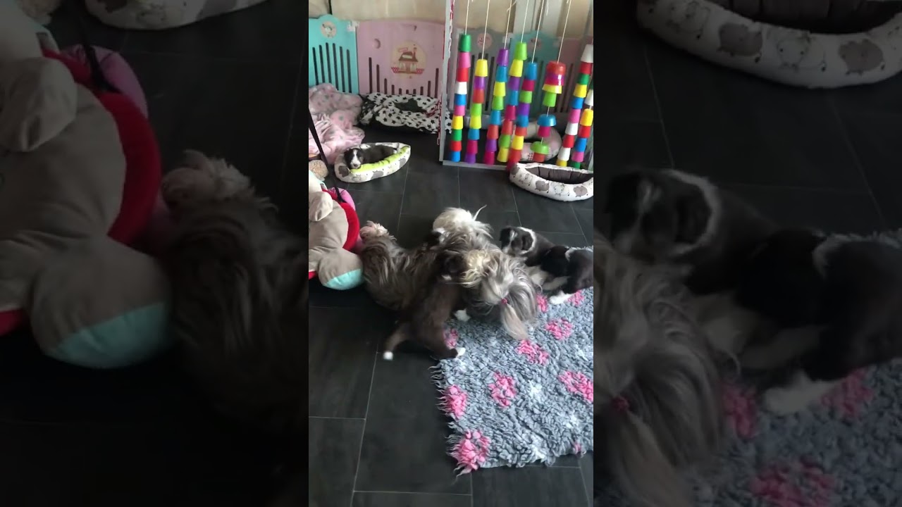 Bearded Collie Welpen kuscheln mit Mama #buhlabelle