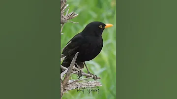 طائر الشحرور الجحمومة تصوير Yousef Hout 