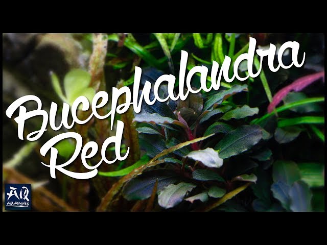 Bucephalandra sp. Red introduced | AquaOwner - YouTube
