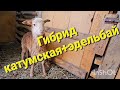 Помесь Катумской и Эдильбаевской породы ВЫВЕЛ НОВУЮ ПОРОДУ.