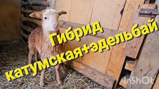 Помесь Катумской и Эдильбаевской породы ВЫВЕЛ НОВУЮ ПОРОДУ.