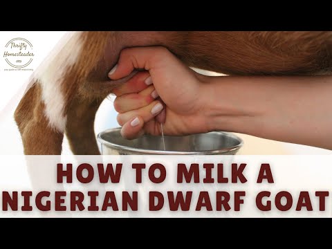 How to Milk a Nigerian Dwarf Goat