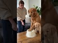 "Owner, actually I did it..." (True Motherly Love 😭) #funny #animals #dog