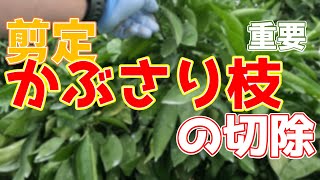 今後につながる重要作業！かぶさり枝の切除