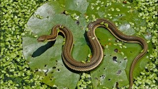 Yılan Kurbağaları Tek Tek Sobeliyor