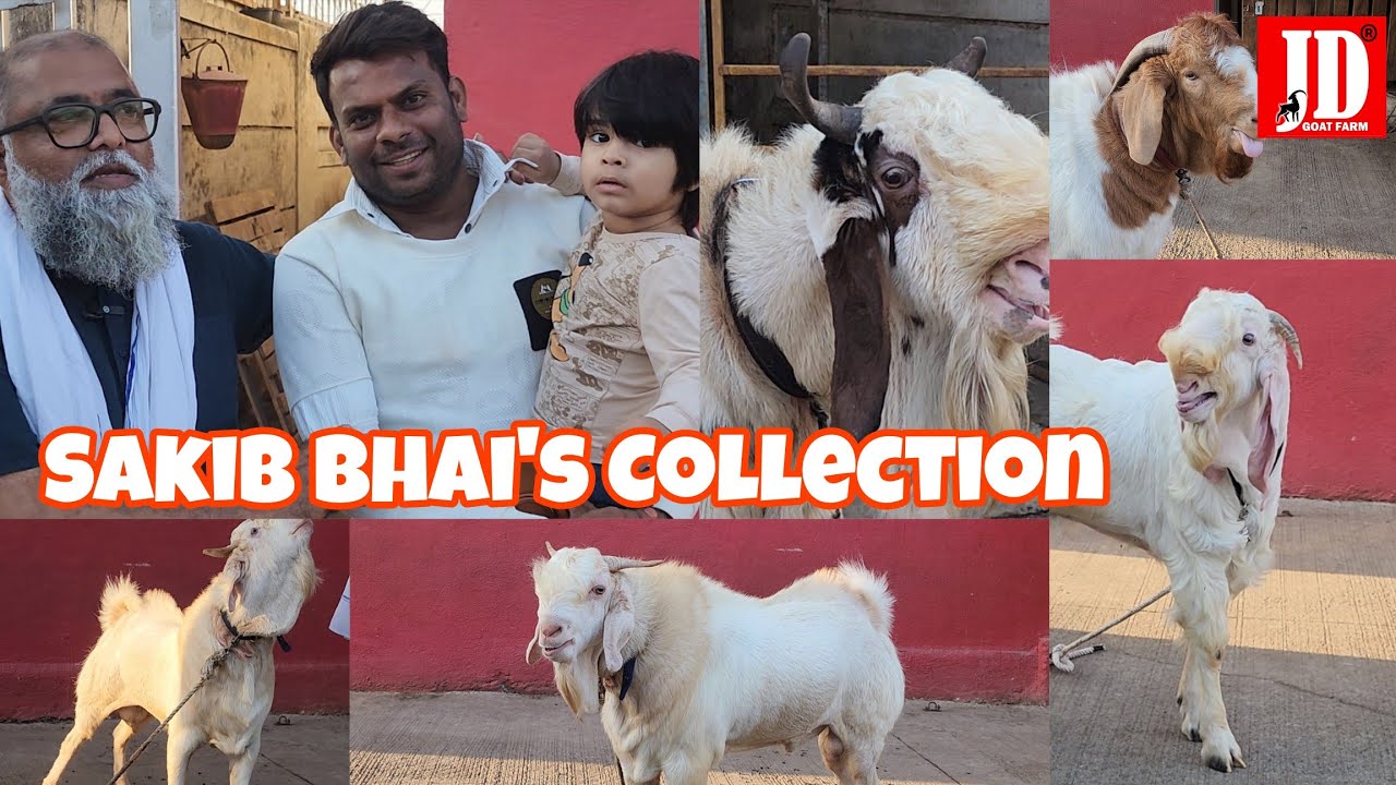 Sakib Bhai's Collection at JD Goat Farm