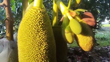 Mít ra bông to, cuống vàng, gai đều nhờ bí quyết xài phân bón hiệu Con Lười F35