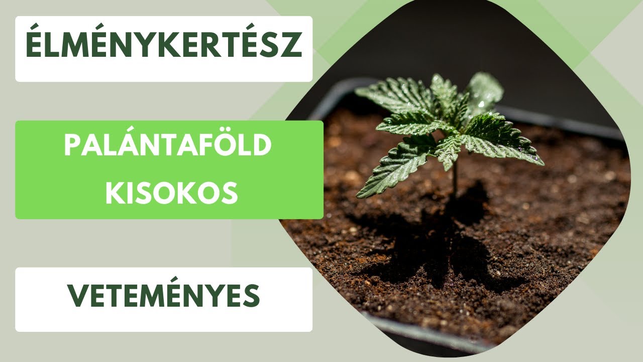 A tökéletes palántaföld- Milyen mixet használok palántázáshoz?🌱