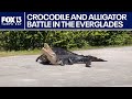 Crocodile And Alligator Battle It Out In Everglades National Park Crocodile And Alligator Battle It Out In Everglades National Park