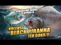 Episode kolektor  ikan predator black piranha terbesar sembunyi disini  bikin hati ber gempa 