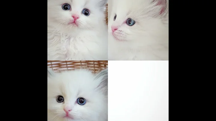 Video 10375401: kitten ragdollkittens, ragdollkittens cute, sweet little kittens, beautiful little kittens