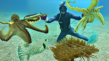 Phát Hiền Nhiều Bạch Tuộc Hai Da To Khủng Khi Lặn Biển Ở Điểm Tàu Chìm | 757