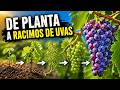 🍇 De Planta a Racimos de Uvas (Paso a Paso) #siembra #agricultura #agro