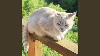 Harmonic Rain Cats Symphony Binaural