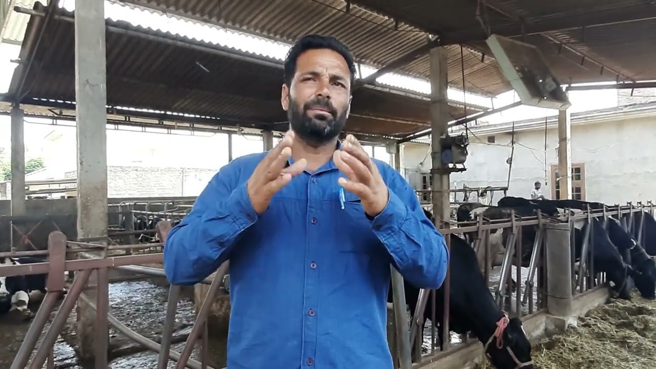 ਪਸ਼ੂ Repeat Heat ਕਿਉਂ ਕਰਦੇ ਨੇ? ਗੱਭਣ ਸਮੱਸਿਆ ਅਤੇ ਦੁੱਧ ਦੀ ਜਾਣਕਾਰੀ