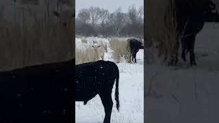 Tendrán frío las vaquitas? Buenos y Helados días gente Vaquera! Desde Nogales, Sonora, Mexico. ❄️🤠