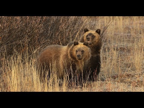 Video: Grand Tetons Berühmtester Grizzlybär Verlor Auf Tragische Weise Ihr Einziges Jungtier - Matador Network