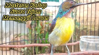 kolibri kelapa | manggar | wiceh | suara tajam memanggil lawan | burung bahan pasti nyaut