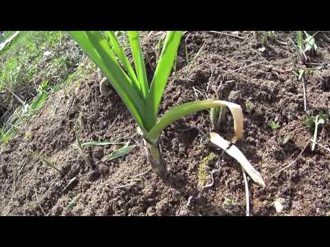 ОЗИМЫЙ ЛУК-ПОРЕЙ!УДАЧНЫЙ ЭКСПЕРИМЕНТ!